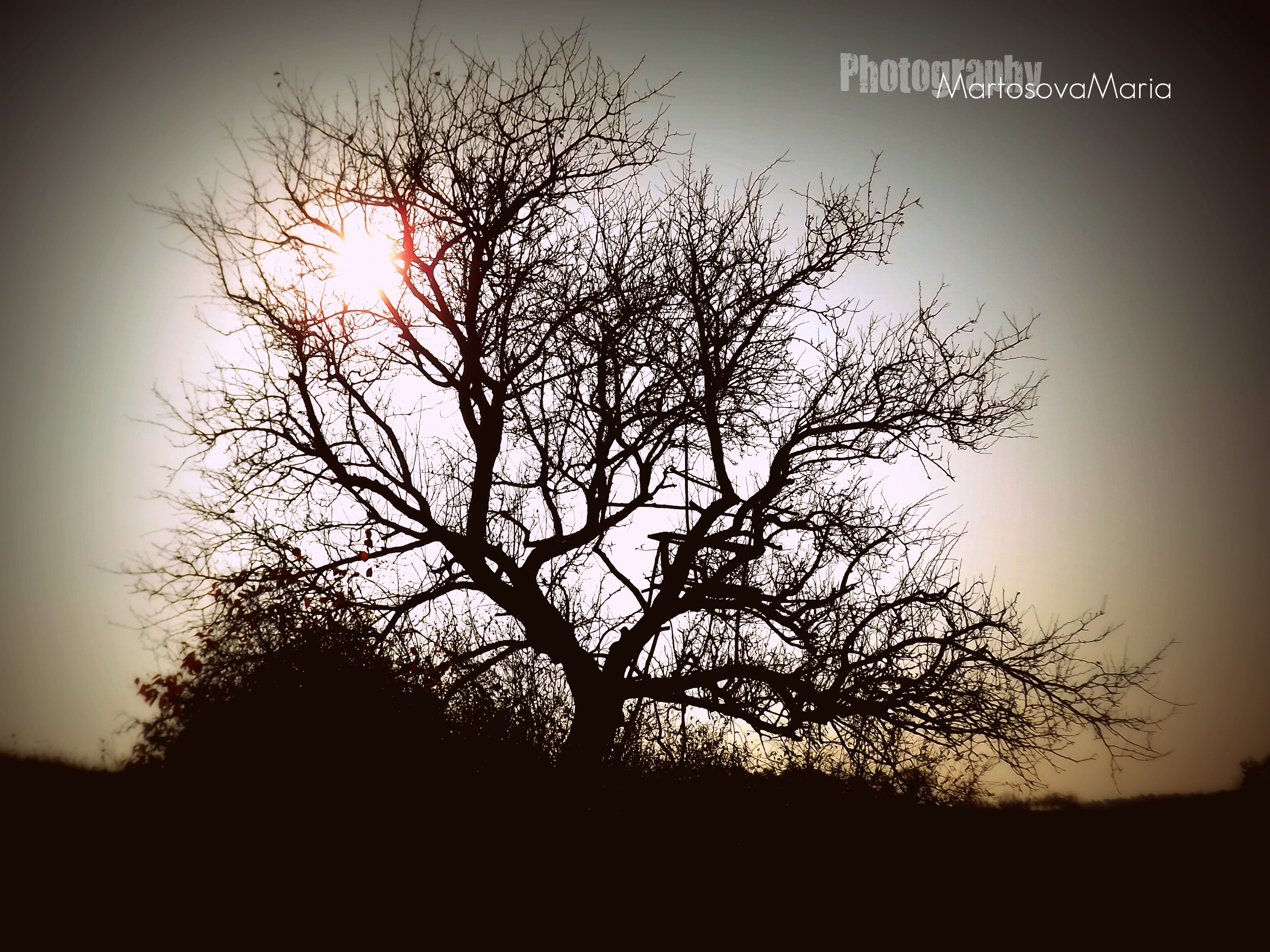 DSCF3819